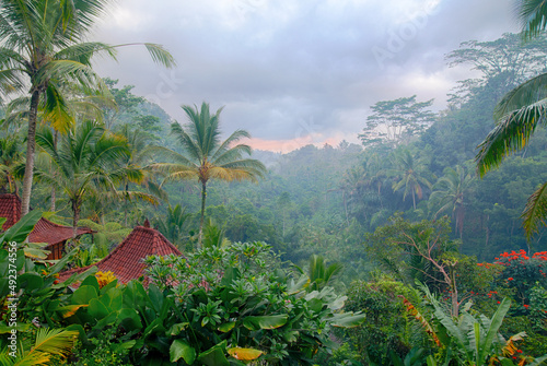 Morning fog on the rainy deep jungle forest in Bali above the village