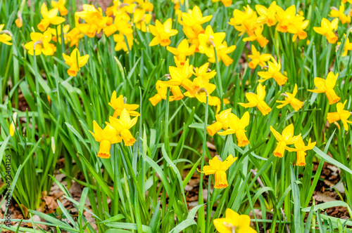 London, United Kingdom, 12 March 2022: Field of yellow daffodils or yellow narcissus