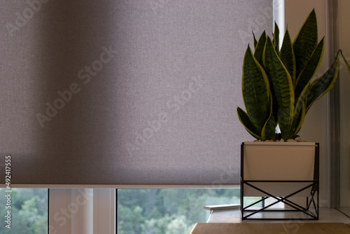 Automatic roller blinds on the window. A houseplant in a modern pot stands on the bedside wooden table next to an automatic roller shades. Motorized roller blinds are made from texture material.
