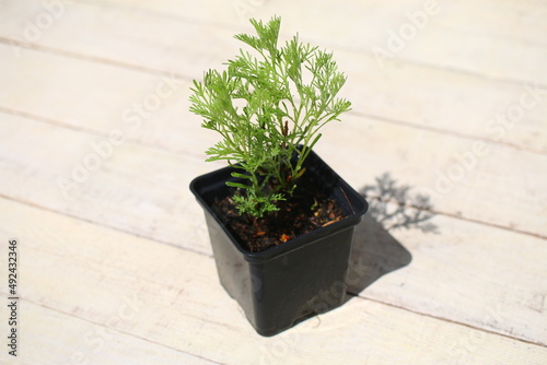 Bylica boże drzewko COLA Artemisia abrotanum var. maritima