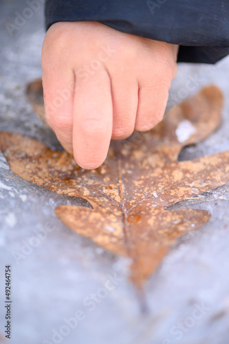 Macro Children Find Out That Leaf Has Been Frozen In Ice And Can't Be Removed From Ground Without Breaking It. Detroit MI