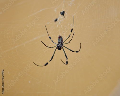 Nephila spider known as golden silk spider due to the color of its web against sunlight
