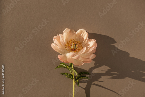 Delicate beige peony flower with aesthetic sunlight shadows on neutral tan brown background