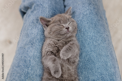 A kitten sleeping peacefully on the lap of a woman