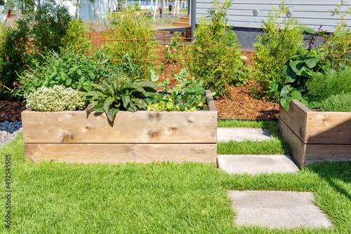 Growing vegetables and herbs in a wooden planter box. Home garden for healthy eating concept.