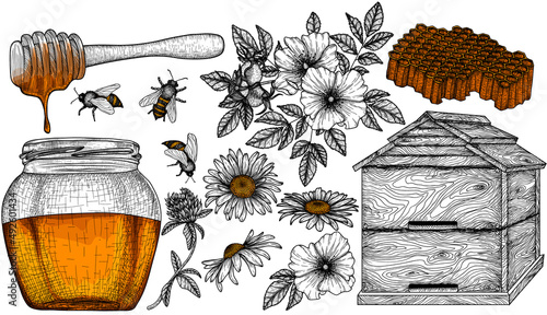 Vector illustration set of 13 healthy honey graphic linear elements. Honey jar, honey dipper, chamomile flowers, wild rose, clover, beehive, bees, honeycomb in engraving style