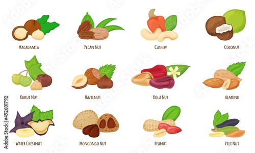 Cartoon nuts, almond, hazelnut, peanut, cashew, coconut. Water chestnut, macadamia, pecan and kola nut, healthy vegan snack food vector set. Organic nutrient eating. Dieting ingredients