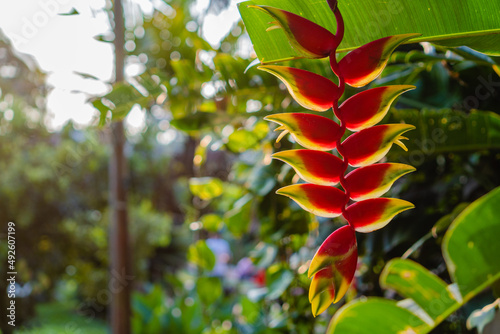 heliconia flowering plant. copy space