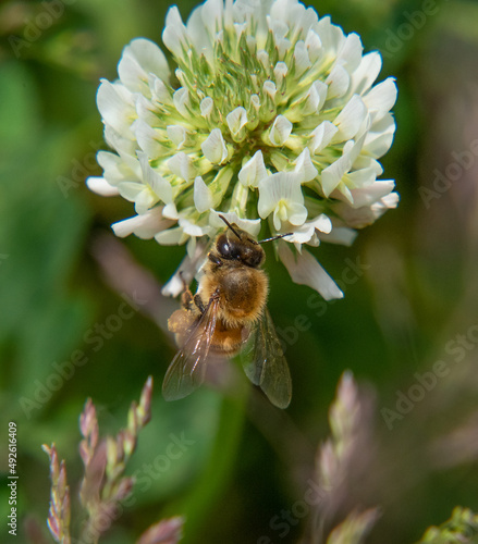 Honey Bee in Ocean View Farm Reserve, Dartmouth, Massachusetts