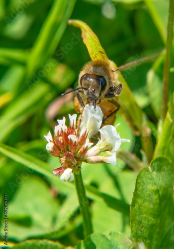 Honey bee in Ocean View Farm Reserve, Dartmouth, Massachusetts