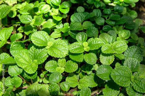 Creeping Charlie (Pilea nummulariifolia) Plant.