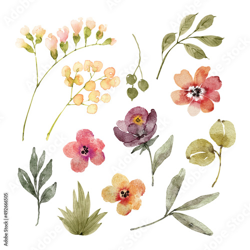 Botanical set of watercolor illustrations of flowers and plants on a white background. hand painted .