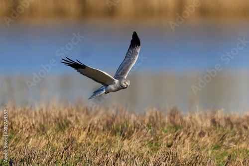 Hen harrier (Circus cyaneus)