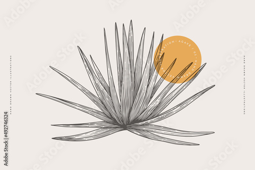 Hand-drawn blue agave bush. Tropical plant on a light background isolated. Can be used for your design. Vintage botanical illustration in engraving style.