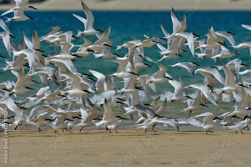 Brandseeschwalben (Thalasseus sandvicensis), Sandwich tern, an der Küste von Fuerteventura.