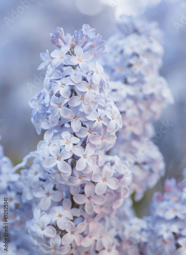 Banner. Delicate purple lilac blooms in the park. Flowers in the sunset. Close-up. Beautiful bokeh in the background.