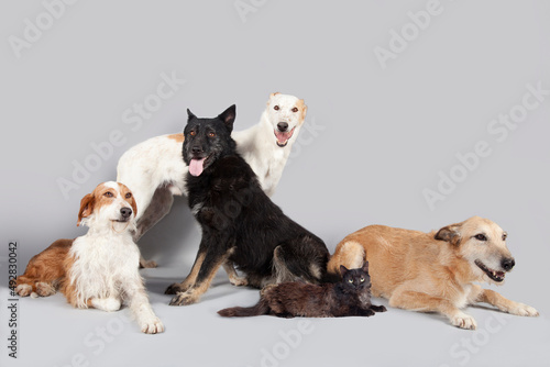 Perros y gatos sin hogar en foto de grupo con fondo neutro. Perros y gatos en adopción. 