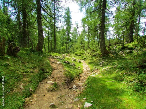 Trail leading past a alpine larch forest with grass covering the floor towards Lipanca pasture above Pokljuka in Slovenia