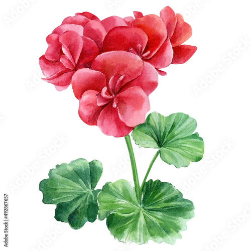 watercolor geranium, red flower, isolated, spring hand painted