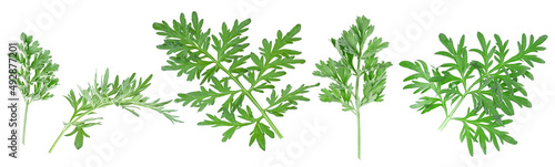 Set of medicinal wormwood twigs isolated on a white background. Sagebrush. Artemisia medicinal herb plant.
