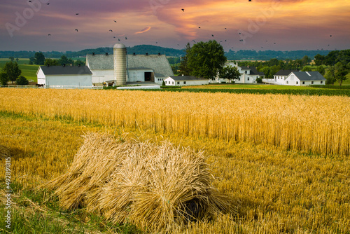 Amish farm near Lancaster, Pennsylvania. Sheafs of wheat aka Bundle tied up