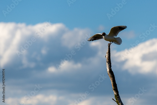 Ptak stojący na patyku, mewa śmieszka, chroicocephalus ridibundus.