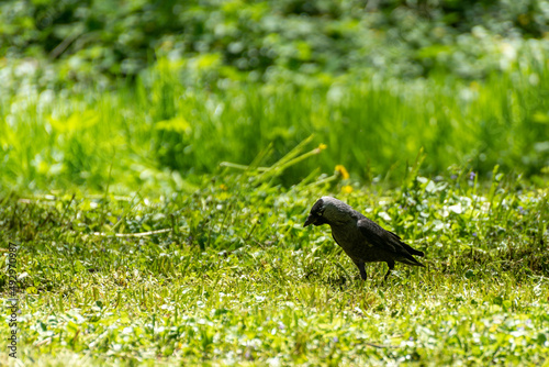 Czarny ptak szukający pożywienia na trawniku, słoneczny dzień. Kawka zwyczajna, kawka, corvus monedula.