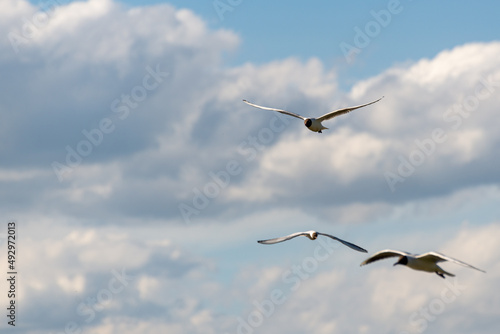 Trzy szybujące ptaki wodne na tle pochmurnego nieba. Mewa śmieszka, śmieszka, chroicocephalus ridibundus.