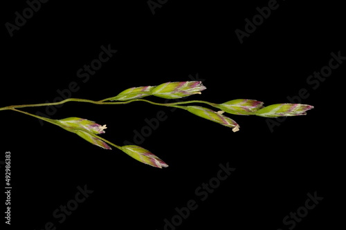 Annual Meadow Grass (Poa annua). Inflorescence Detail Closeup