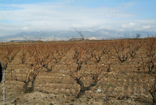 Paisaje de viñedos durante el invierno en La Rioja, España.
