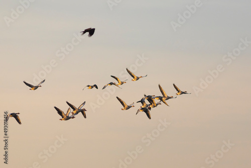 aguilucho lagunero occidental​ (Circus aeruginosus) volando alrededor de un grupo de anseres comunes (anser anser) al amanecer