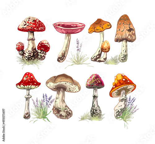 set of eight images of mushrooms sketch, outline, set of eight images of mushrooms and herbs, autumn graphics, dark outline on white background, colorful vector isolated objects
