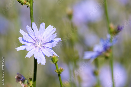 chicory flower on blurred background