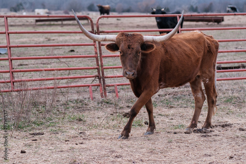 Brown longhorn walking perpendicular to the camera