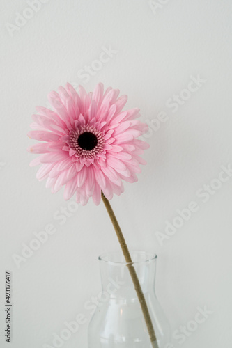 pink gerber daisy in vase