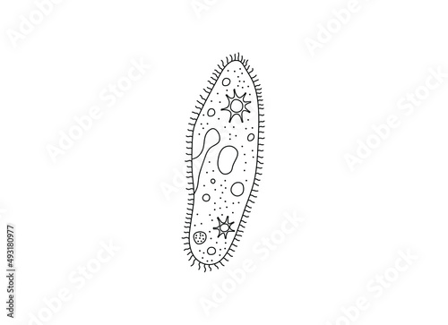 Vector isolated paramecium caudatum or slipper animalcule colorless black and white contour line doodle drawing