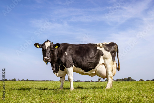 Solid cow grazing standing black white dairy in a meadow, large udder fully in focus, blue sky, green grass