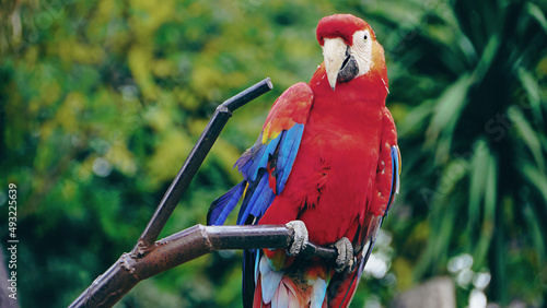 The parrot on its perched branch/Le perroquet sur sa branche perché