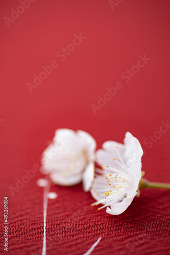 赤い背景と桜の花