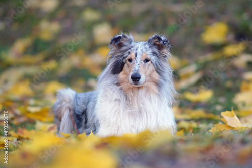 Adorable blue merle rough Collie dog lying down on a green grass with yellow fallen maple leaves in autumn