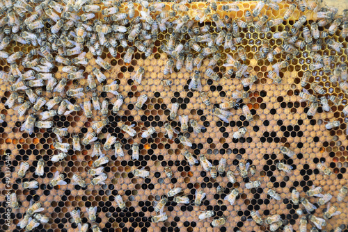 Closeup image of bee hive with honey, bees and frames