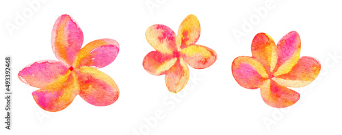 Watercolor set of plumeria flowers, tropical exotic frangipani isolated on white