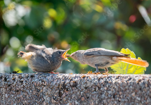 Hausrotschwanz (Phoenicurus ochruros)