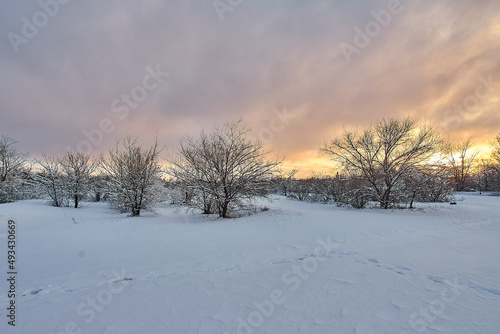 Beautiful tree in winter landscape in snowfall in early morning