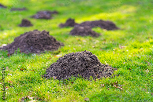 Lawn in the garden with mole hills