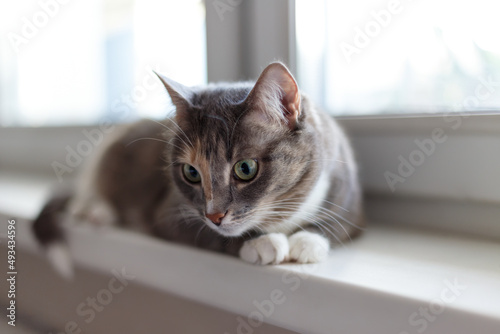 A beautiful domestic tricolor cat with green eyes lies on the windowsill and looks to the side. Close-up, selective focus.