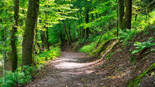 Hiking trail in a deciduous forest in Saarland in sunshine. Landscape foto