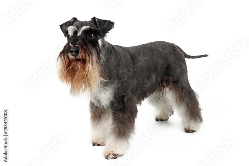 miniature schnauzer black and silver standing isolated on white 