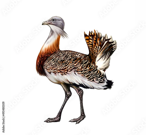 Bustard (Otis tarda)