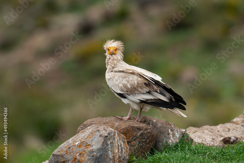 Vautour percnoptère , Percnoptère d'Égypte,.Neophron percnopterus, Egyptian Vulture